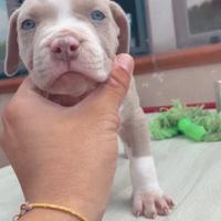 Cuccioli di pitbull ukc