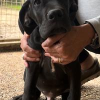 Cuccioli alano nero e blu maschi