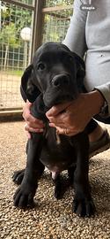 Cuccioli alano nero e blu maschi