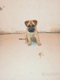 Cucciola