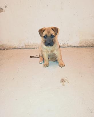Cucciola