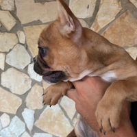 Bulldog francese