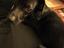 Immagine 4