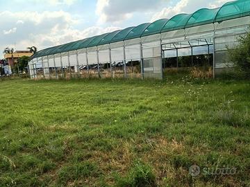 serra per attività di floricultore