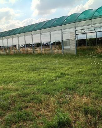 serra per attività di floricultore