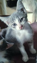 Cuccioli gatto siberiano