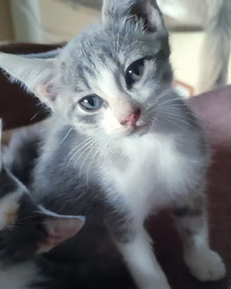 Cuccioli gatto siberiano