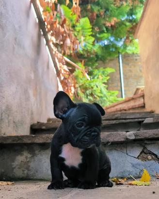 Bulldog francese