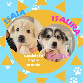 ISAIA + ISAURA cuccioli tagliaL in adozione