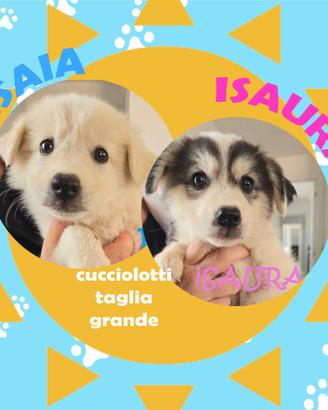 ISAIA + ISAURA cuccioli tagliaL in adozione