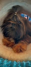Cucciolone di Razza Shihtzu