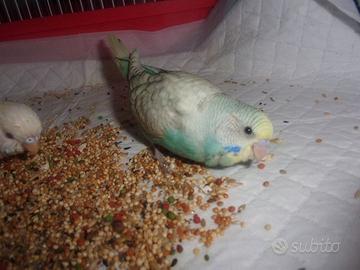 Cocorite allevate a mano