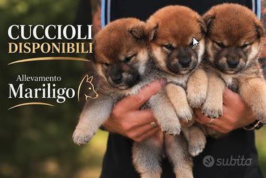 Cuccioli shiba con pedigree