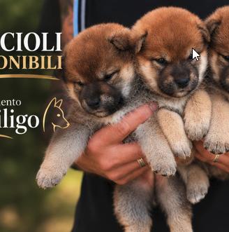 Cuccioli shiba con pedigree