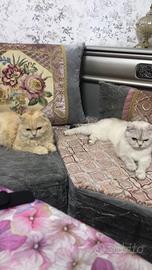 British cat