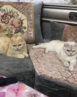 British cat