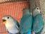 Immagine 4
