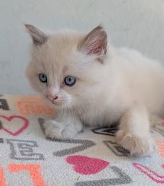 Cuccioli ragdoll