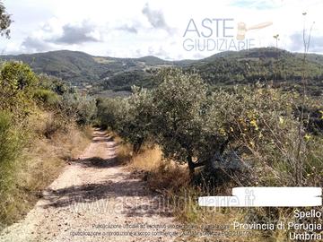Terreno Agricolo Spello [A4326318]