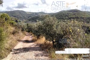 Terreno Agricolo Spello [A4326318]