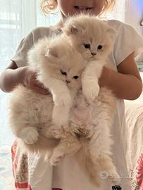 Gattino Persiano Bicolore Cream e White