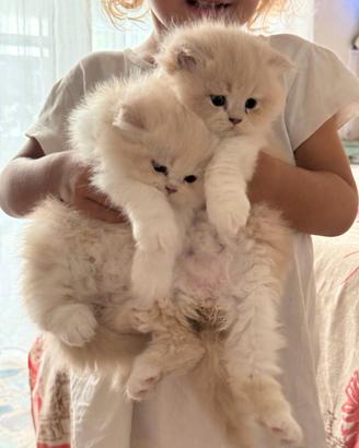 Gattino Persiano Bicolore Cream e White
