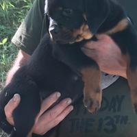 Cuccioli Rottweiler