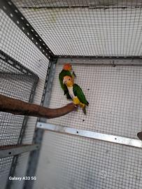 Caicco testa arancio