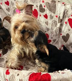 Cuccioli pura razza Yorkshire