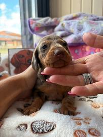 Cuccioli di bassotto