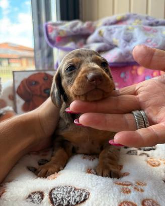 Cuccioli di bassotto