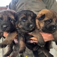 Cuccioli pastore tedesco