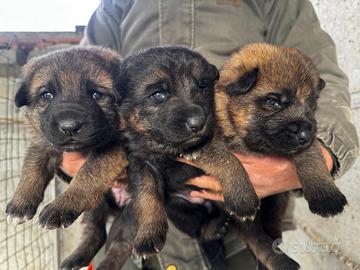 Cuccioli pastore tedesco