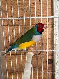 Diamante di gould