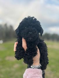 Barboncino Toy e mini toy nero