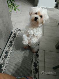 Accoppiamento per maltese Toy