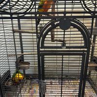 Pappagalli conuro del sole