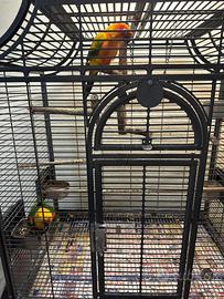 Pappagalli conuro del sole