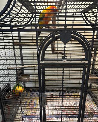 Pappagalli conuro del sole