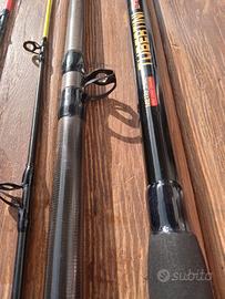 Canna Tubertini Potentissima