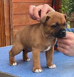 Staffordshire Bull Terrier