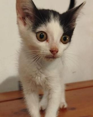 Penelope gattina dolcissima