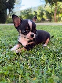 Mini cuccioli chihuahua maschietti