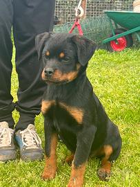 Cucciola rottweiler