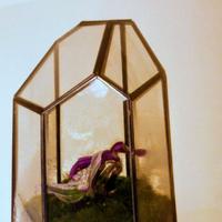 Terrari di varie forme e dimensioni e prezzo