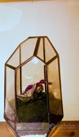 Terrari di varie forme e dimensioni e prezzo