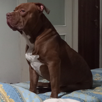 American bully xl per monta