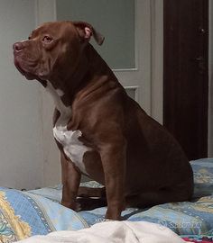 American bully xl per monta