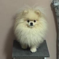 Disponibile per monta