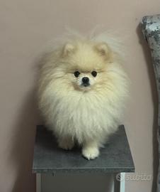 Disponibile per monta